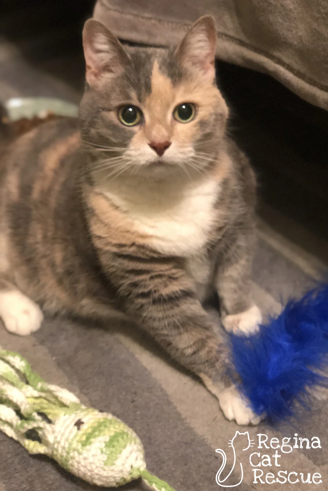 Minou4-Dec2018.jpg