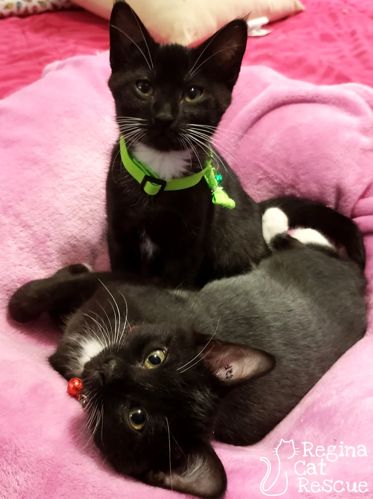 Holly (green collar) and her brother Jingle (red collar).