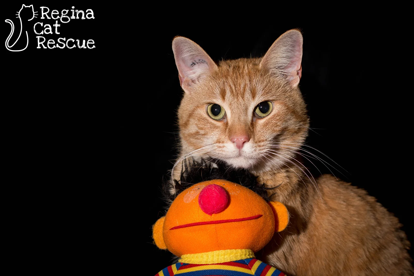 Ernie3.jpg