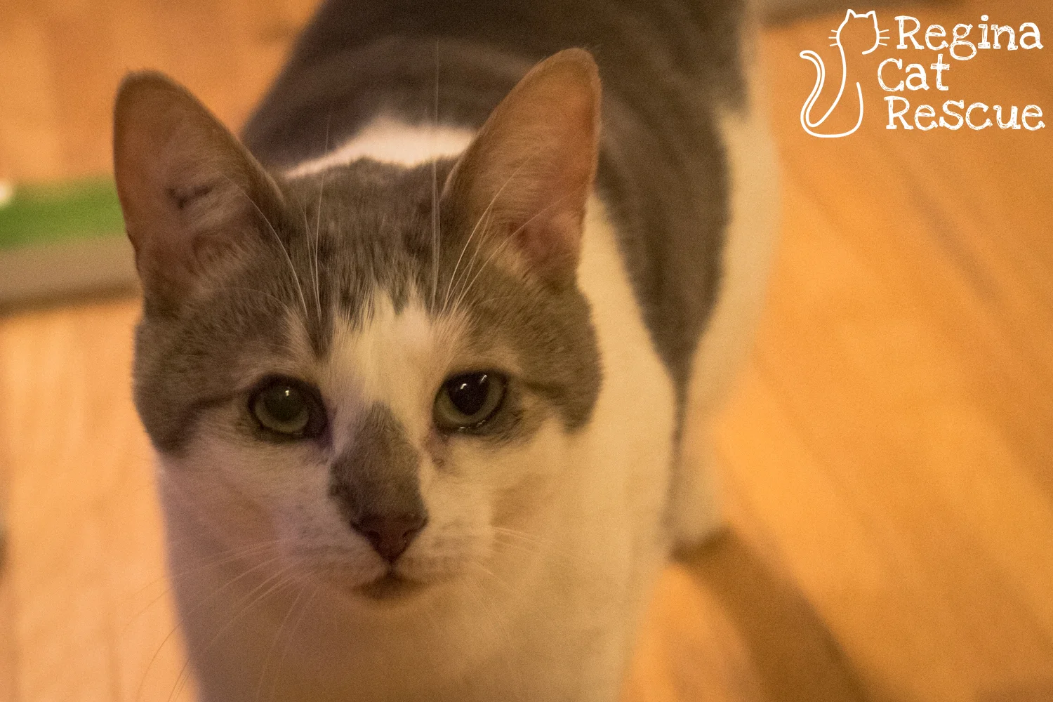 Photos of Max by Greg Scarth