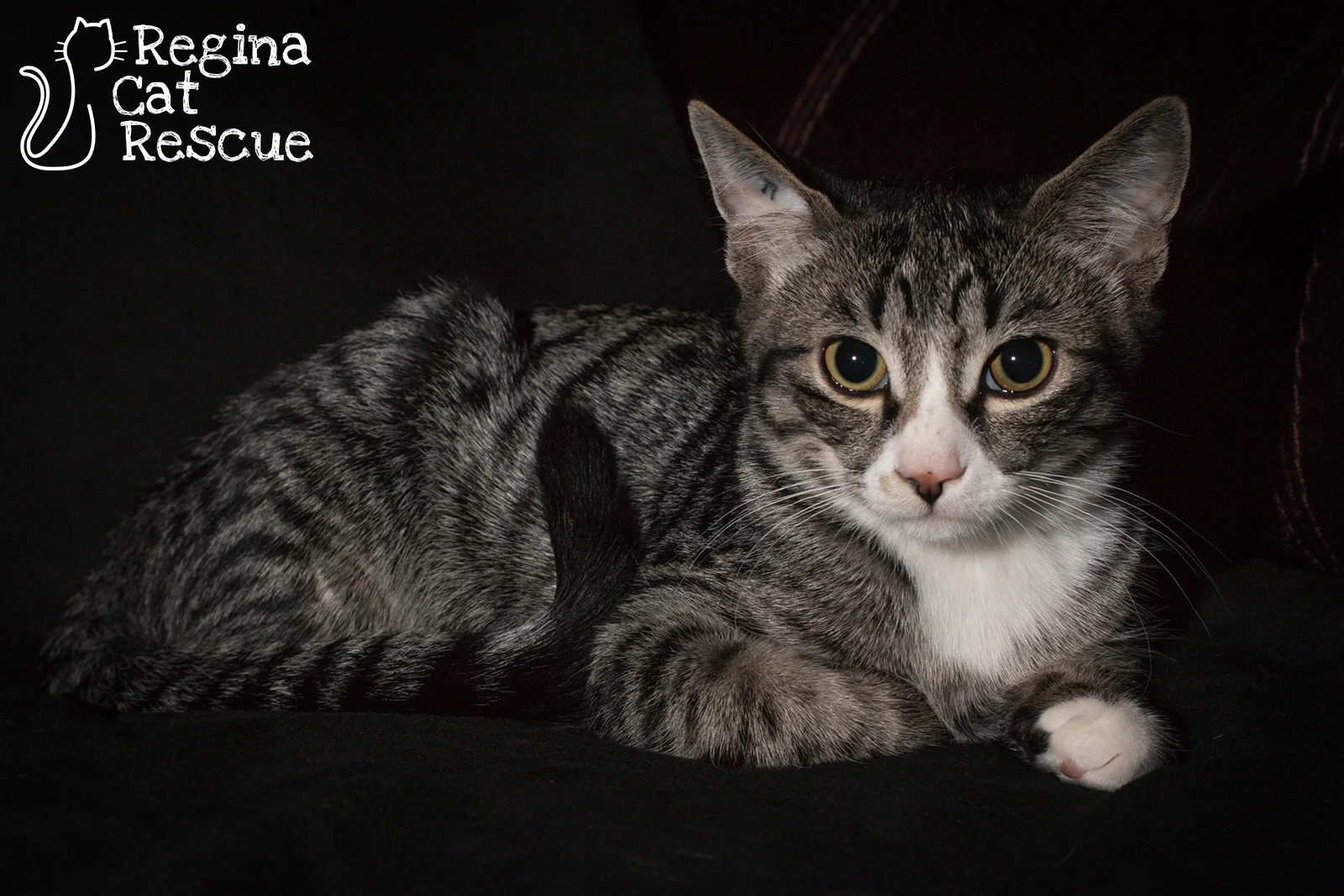 Photos of Pumba by DJ Frigon