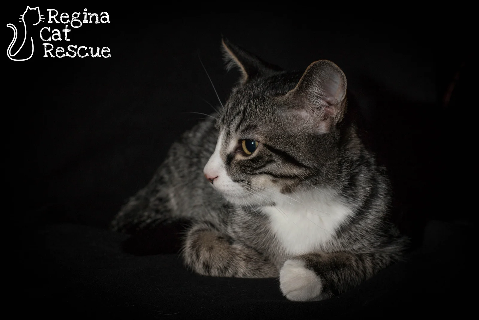Pumba2.jpg