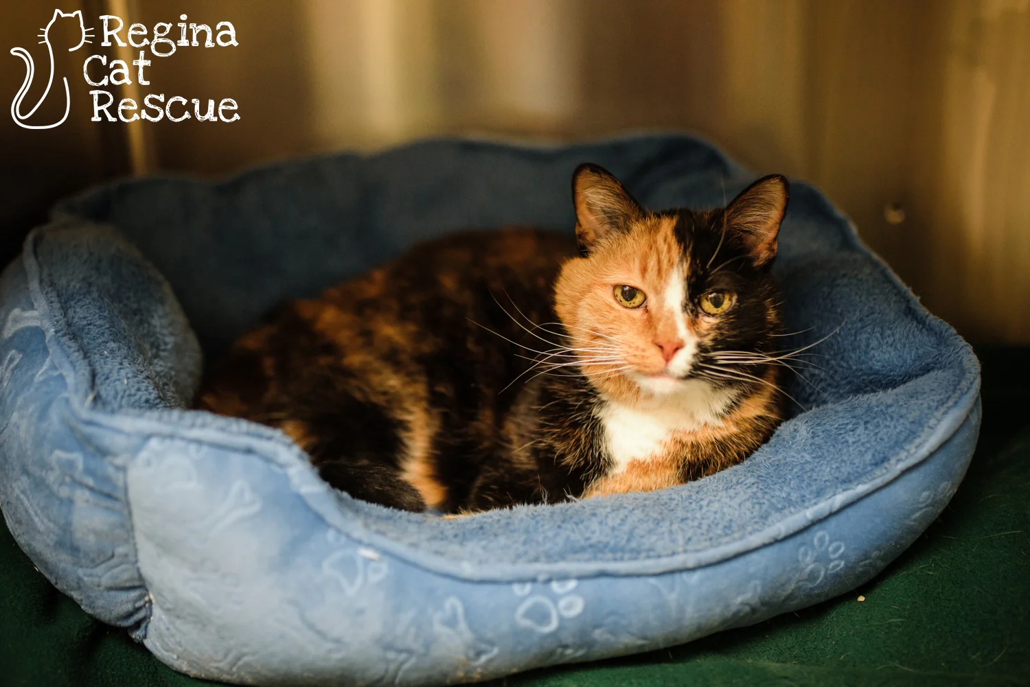 Photos of Beans by Erika Gayle Photography