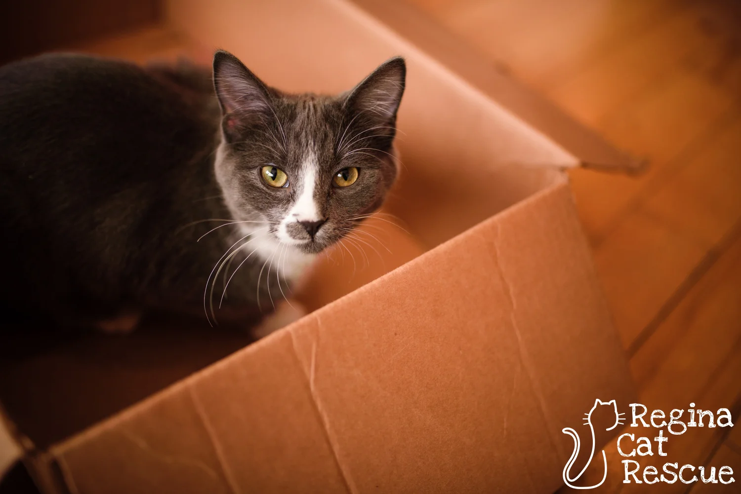 Photos of Charm by Erika Gayle Photography