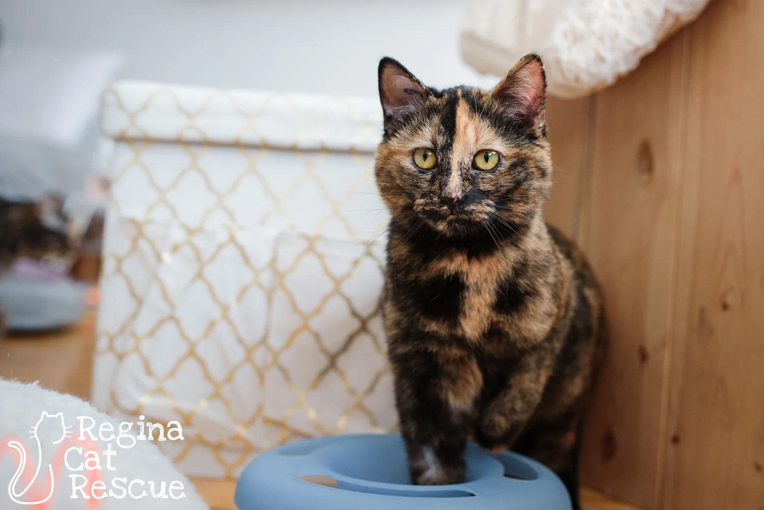 Photos of Bonnee by Erika Gayle Photography