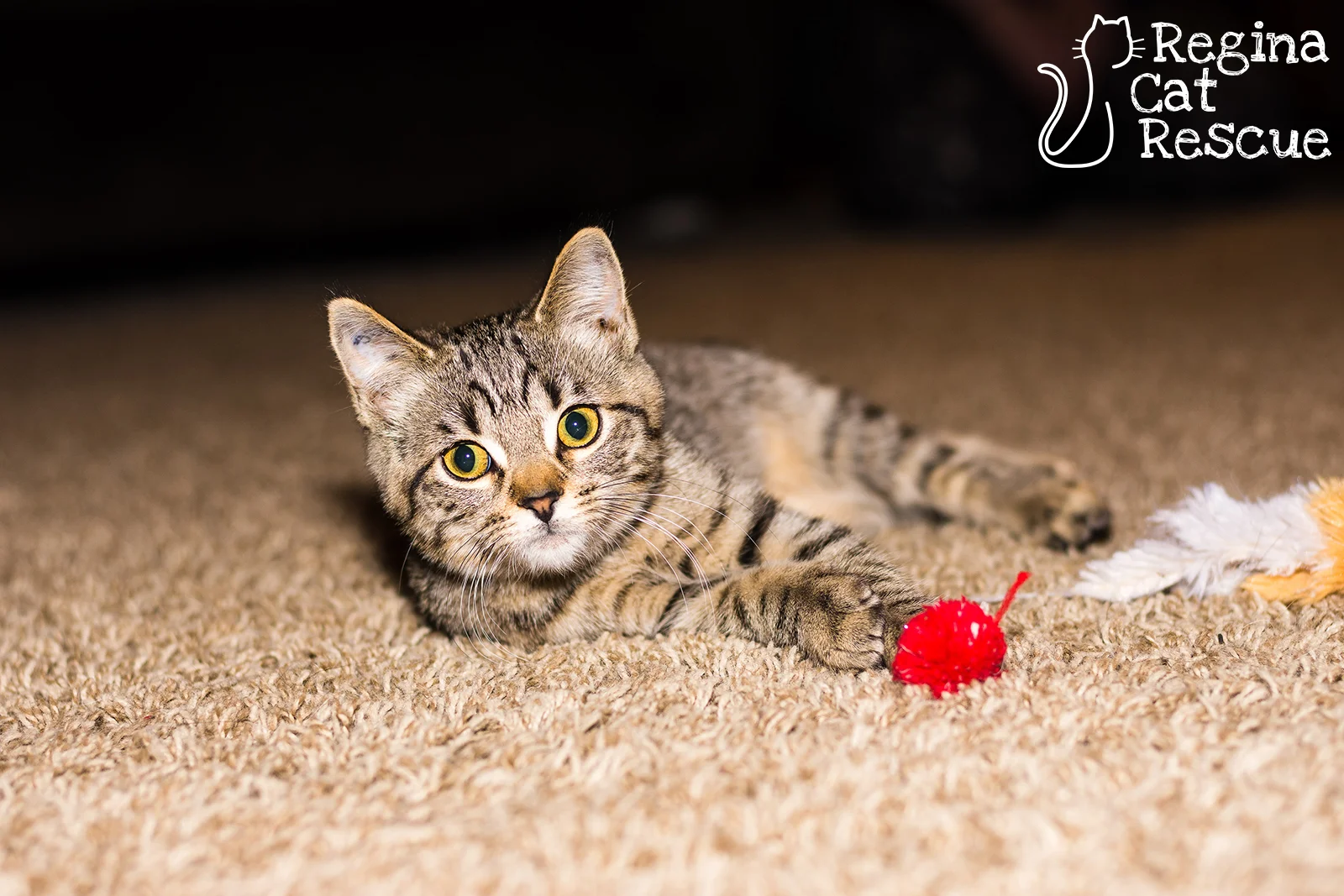 Photos of Lucie by Lindsey-Frozen Moments Photography