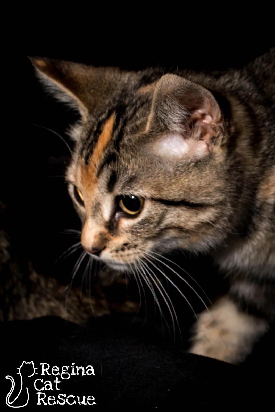 Ginger4-Jan2019.jpg