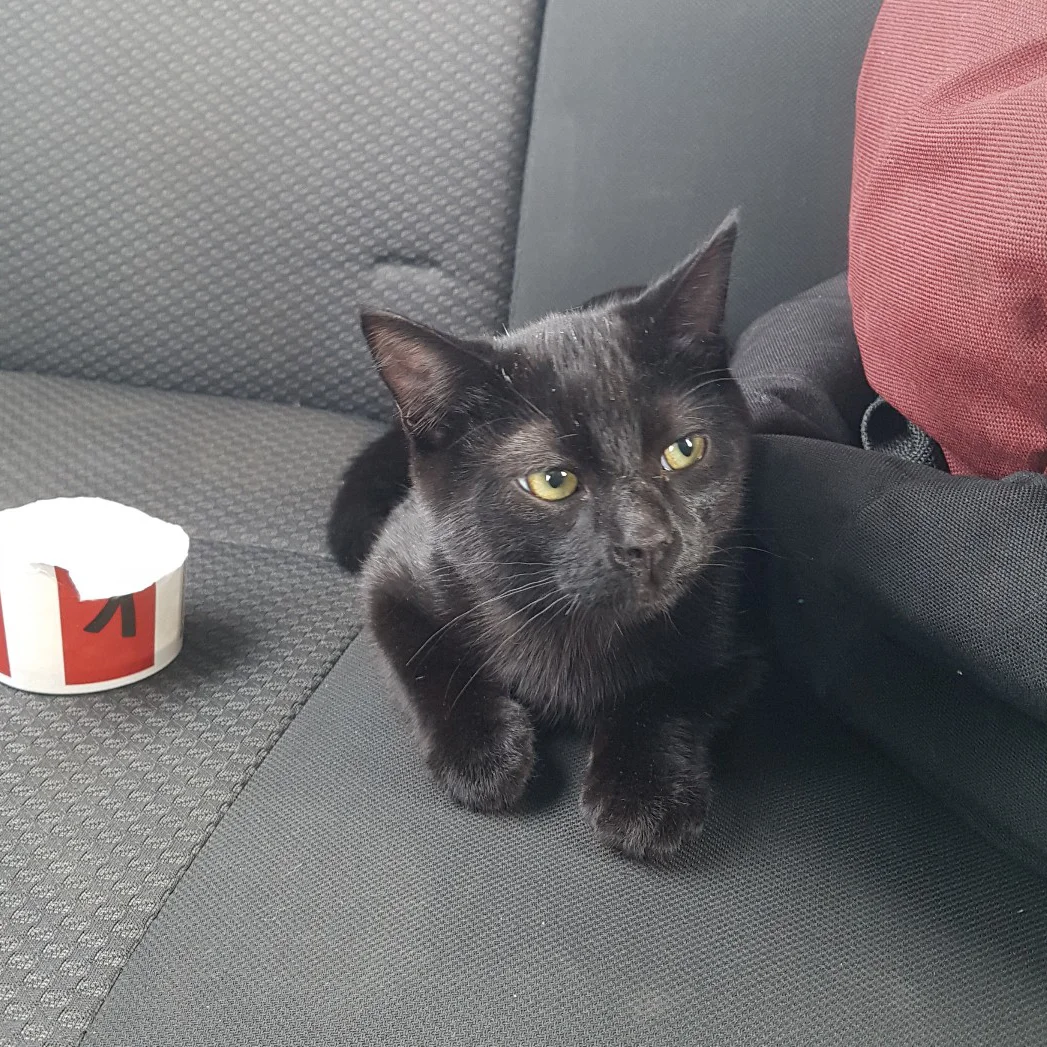 King recovers in a warm vehicle after being saved from a freezing highway