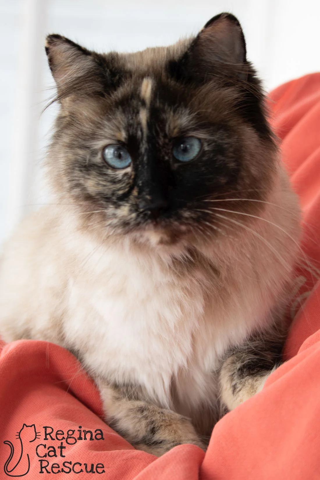 Geraldine5.jpg