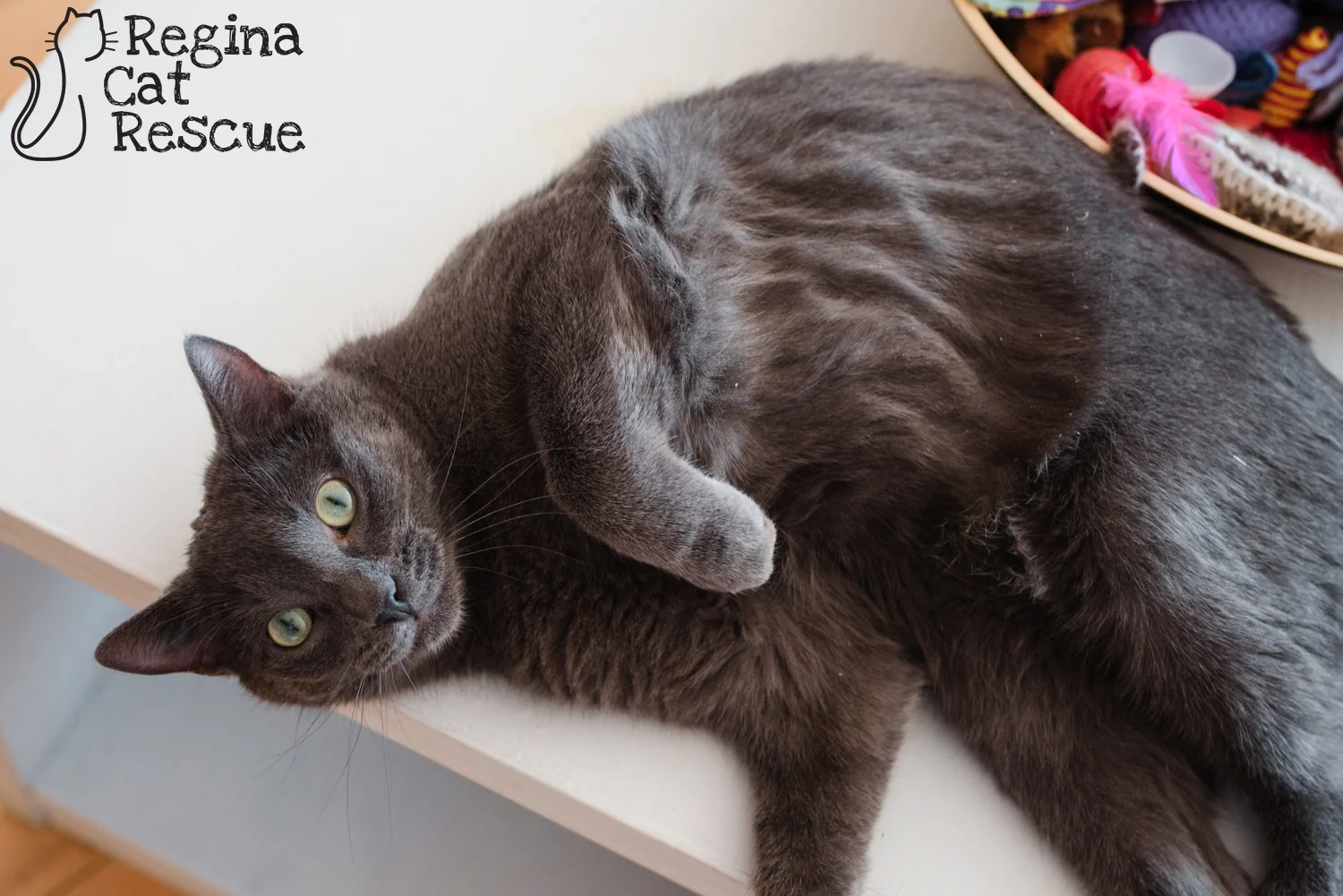 Photos of Teddy by Erika Gayle Photography