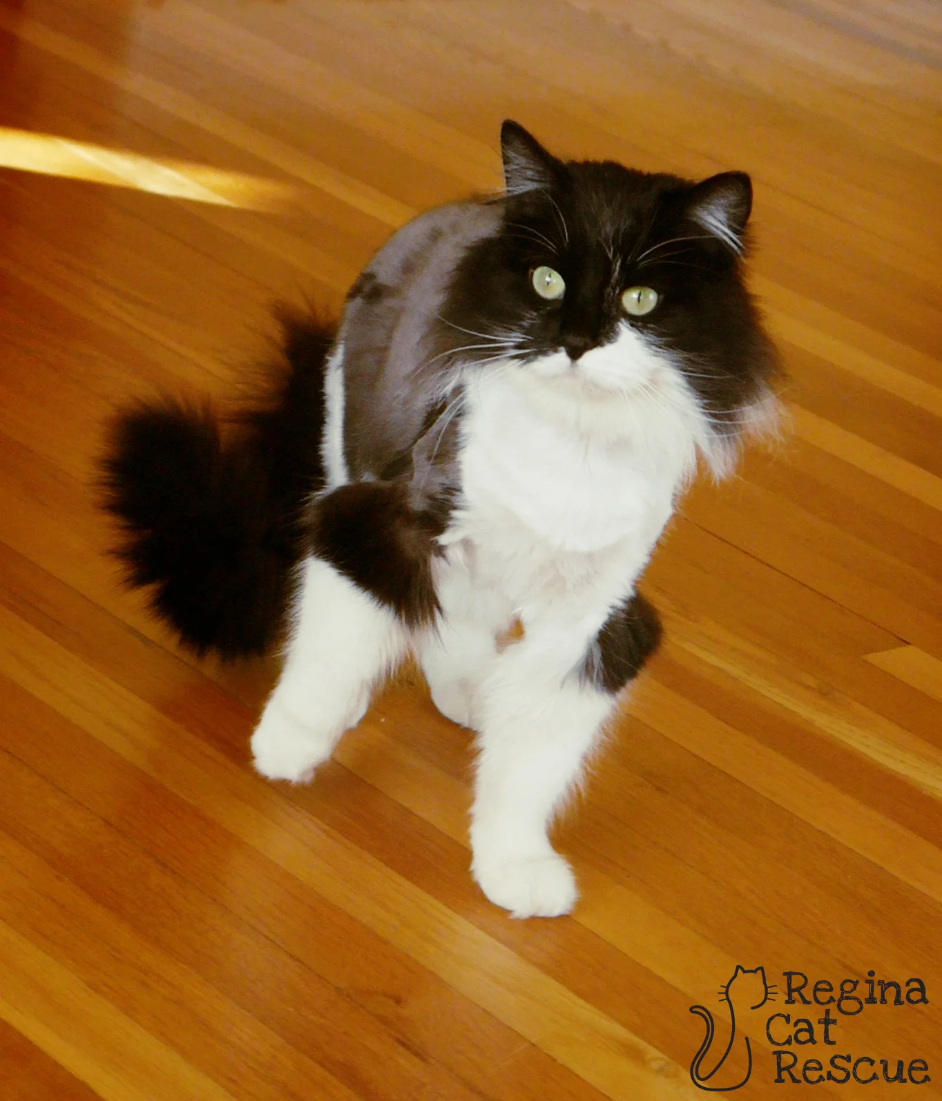Julie Regina Cat Rescue