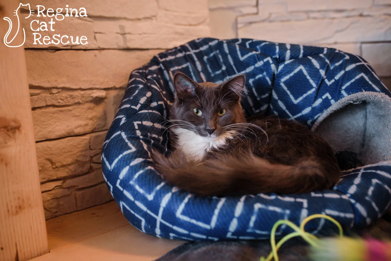 Photos of Patsy by Erika Gayle Photography