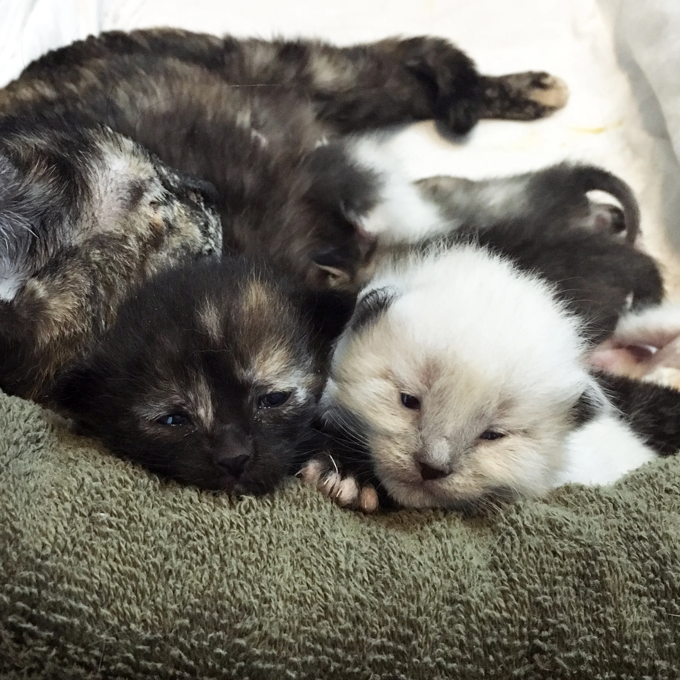 KittenSeason.jpg