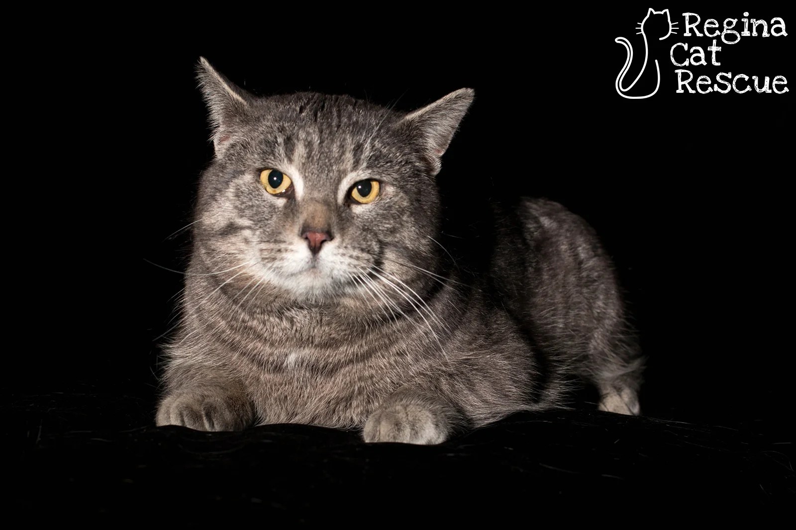 Photos of Boris by DJ Frigon