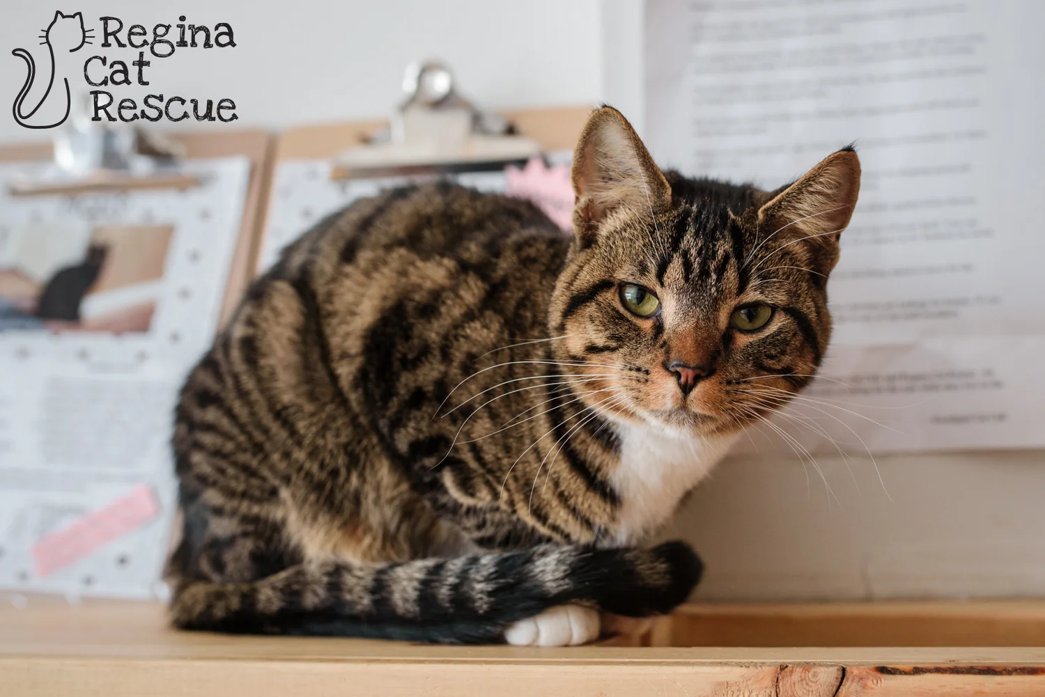 Photos of Indy by Erika Gayle Photography