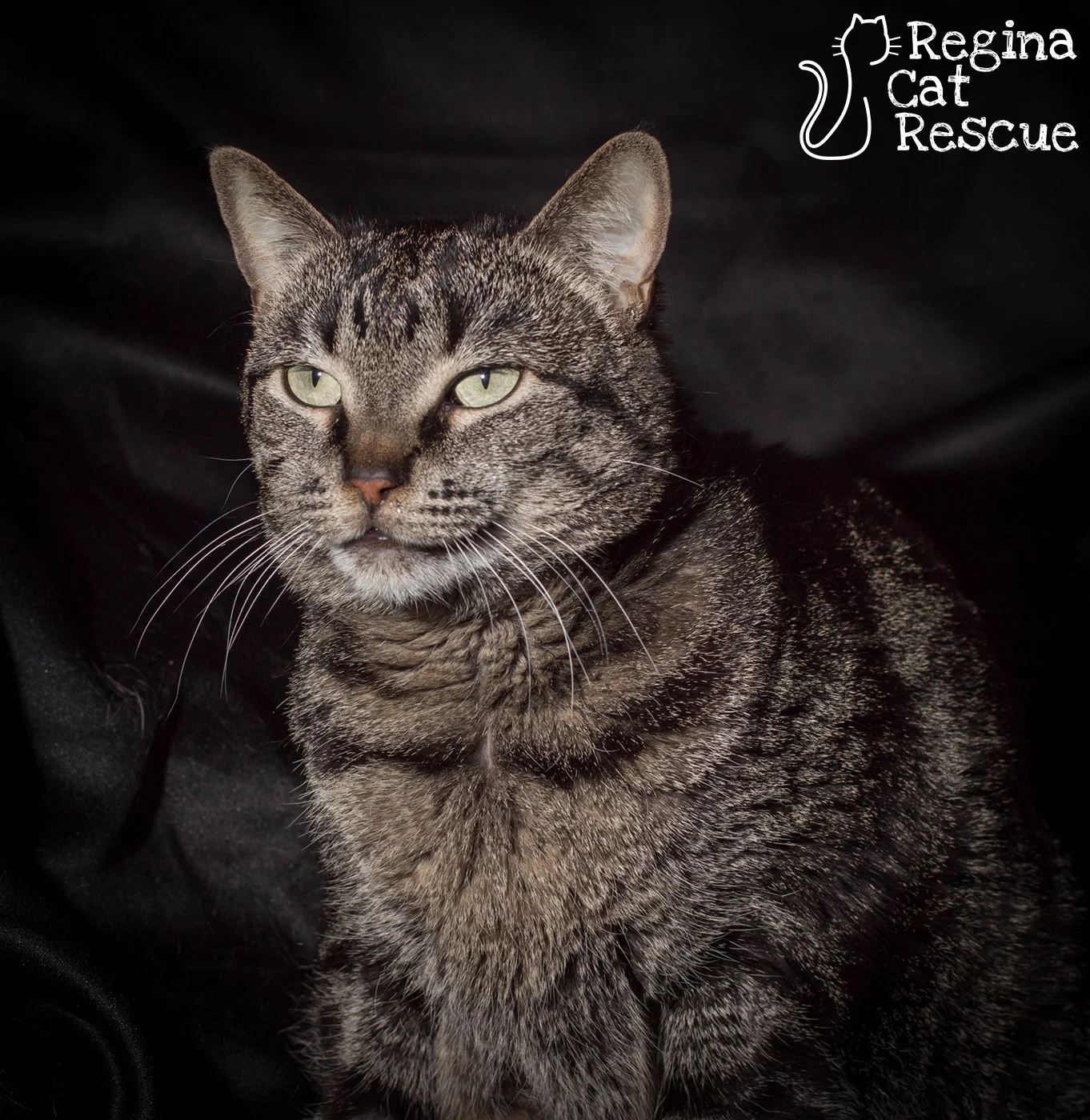 Isabella u2014 Regina Cat Rescue