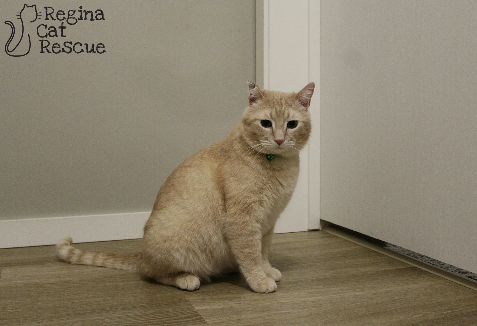 Photos of Valentino by Tripod Fur-tography