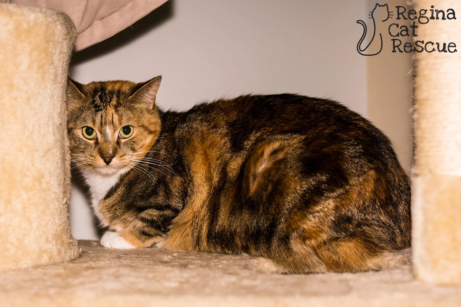 Callie2-April2019.jpg