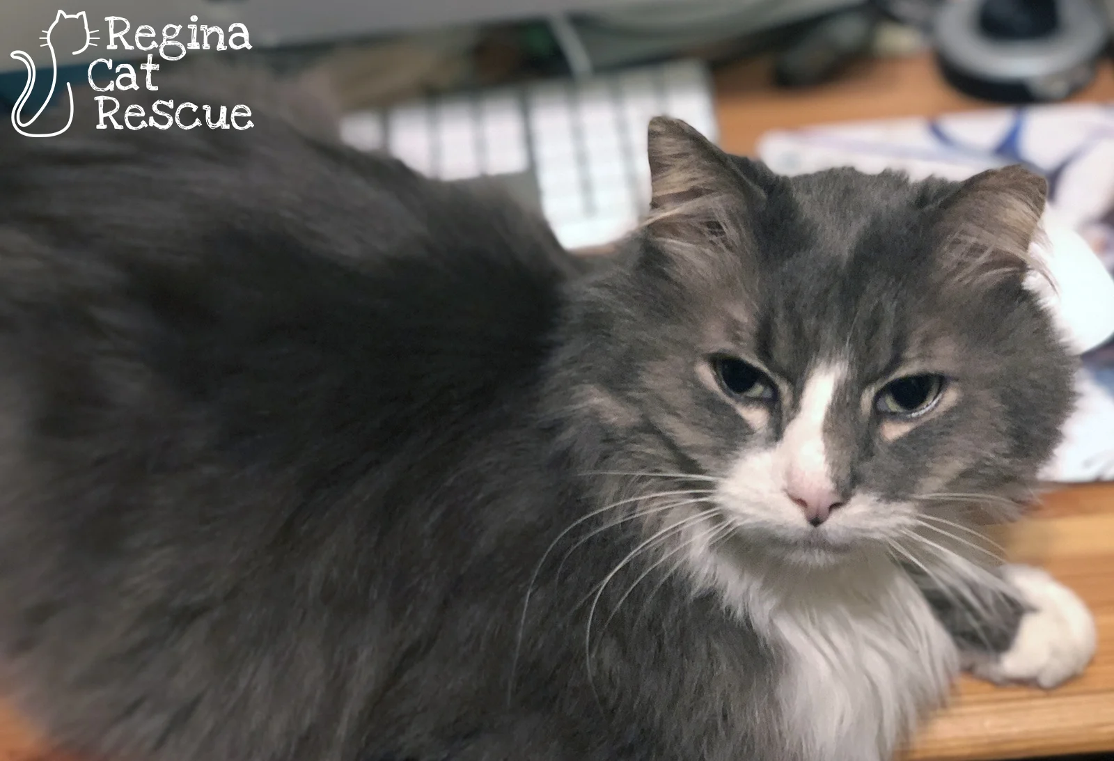 Scruffy3-Feb2019.jpg