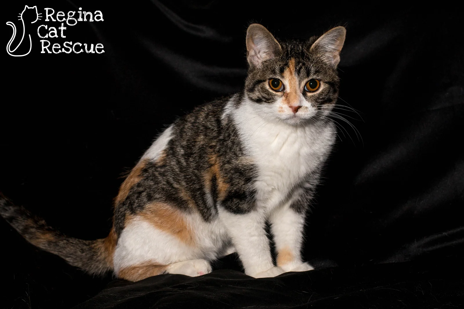 Photos of Stella by DJ Frigon