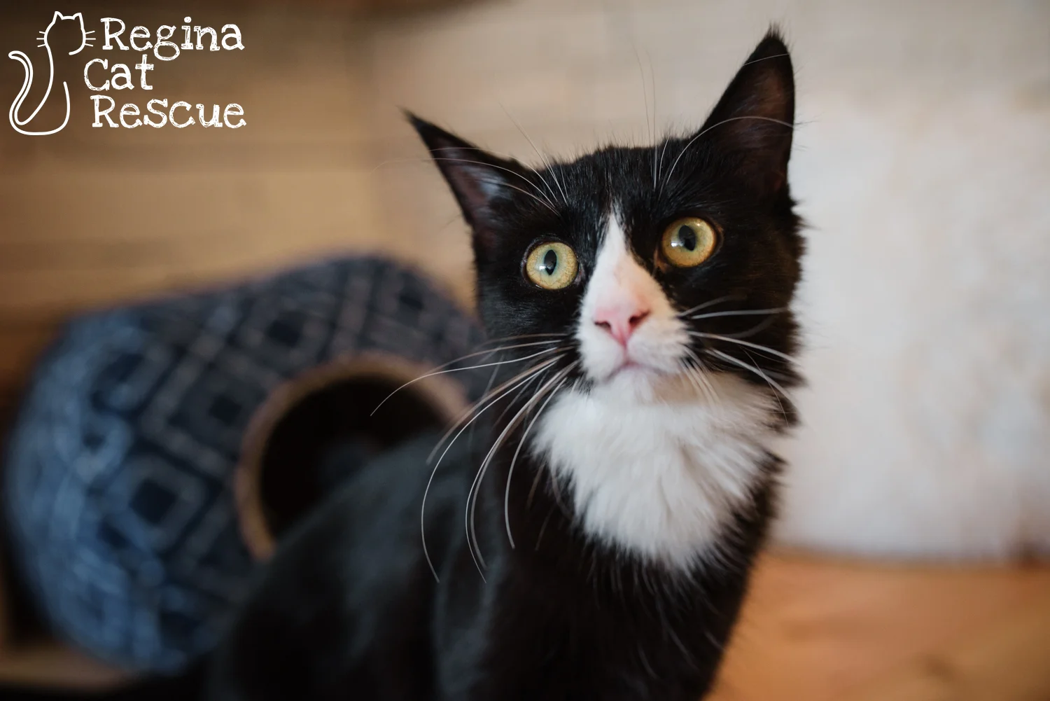 Photos of Rosie by Erika Gayle Photography