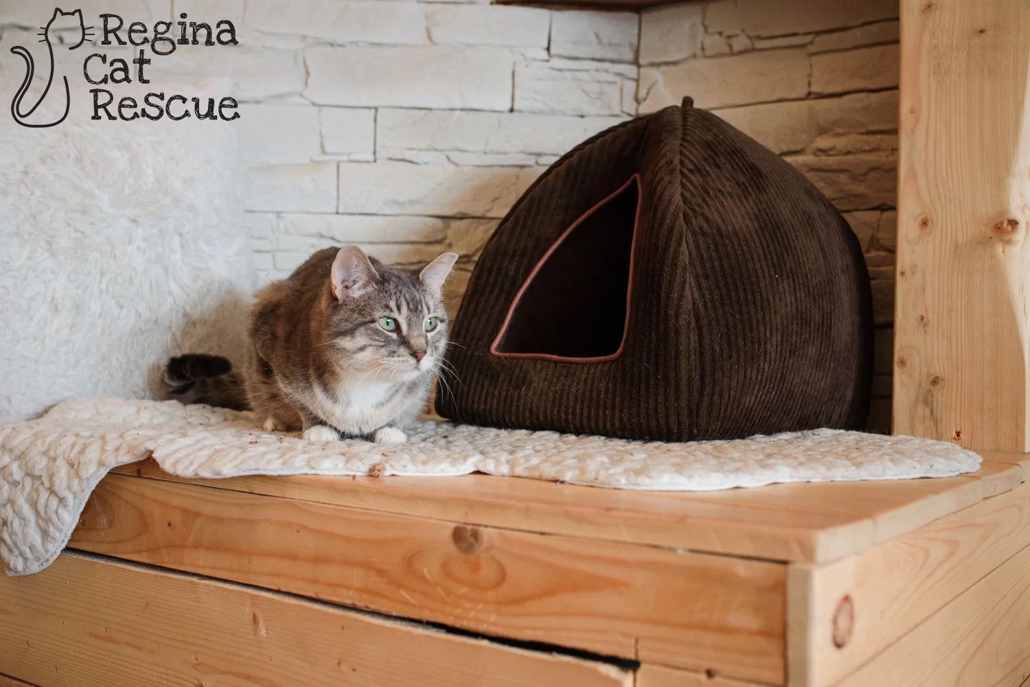 Photos of Mesa by Erika Gayle Photography