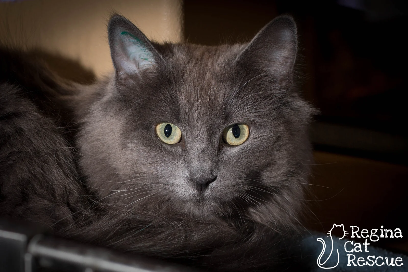 Photos of Cora by DJ Frigon