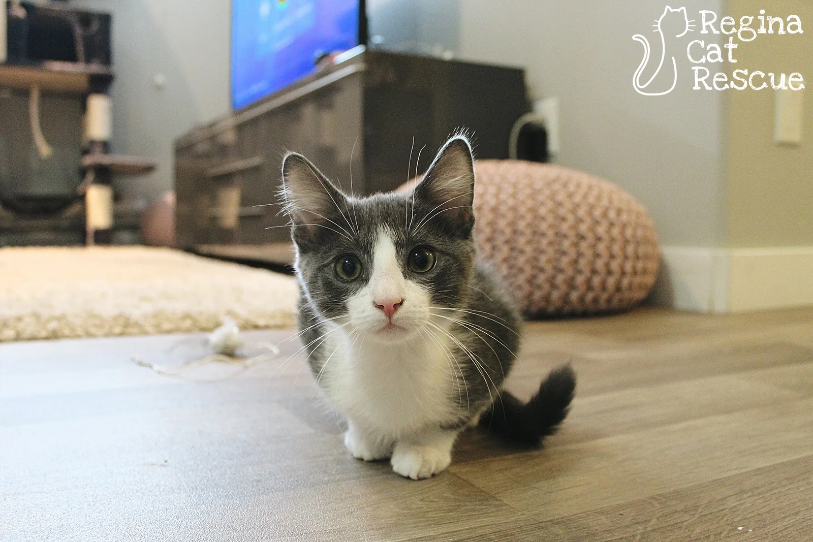 Photos of Benji by Tripod Fur-tography
