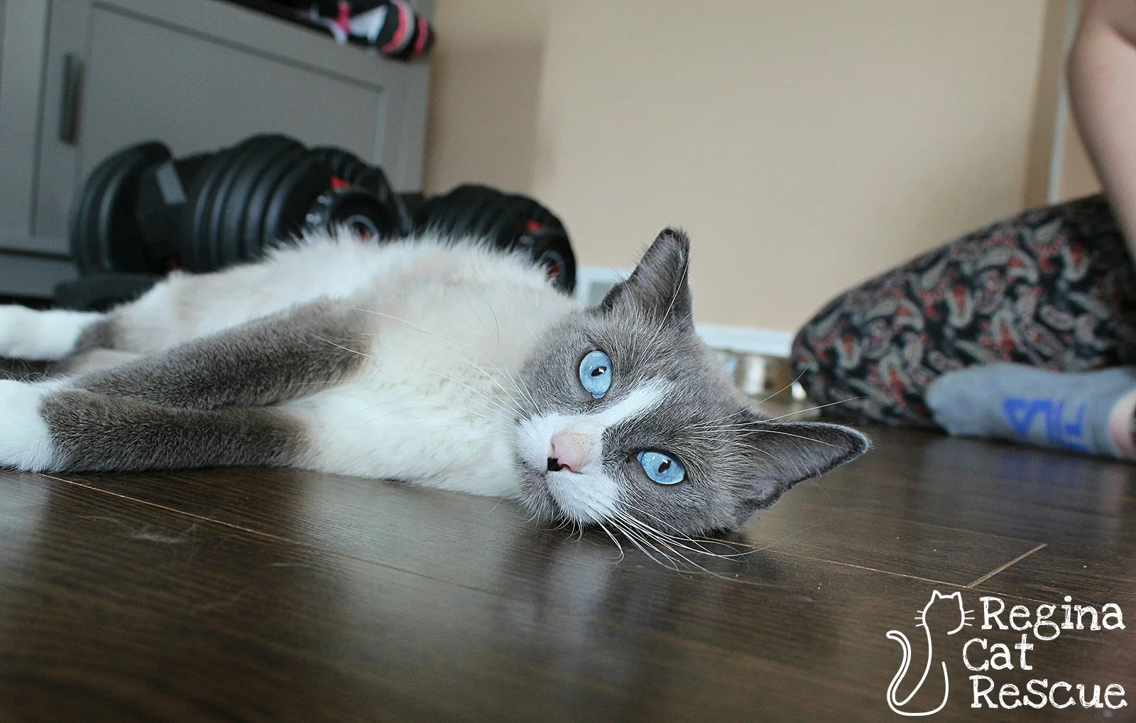 Photos of Sophia by Tripod Fur-tography