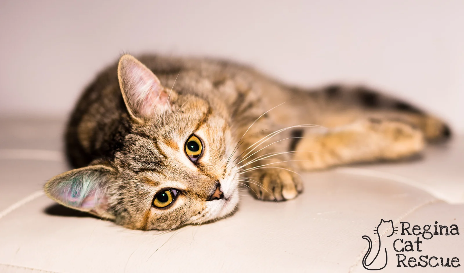 Photos of Remi by Lindsey-Frozen Moments Photography