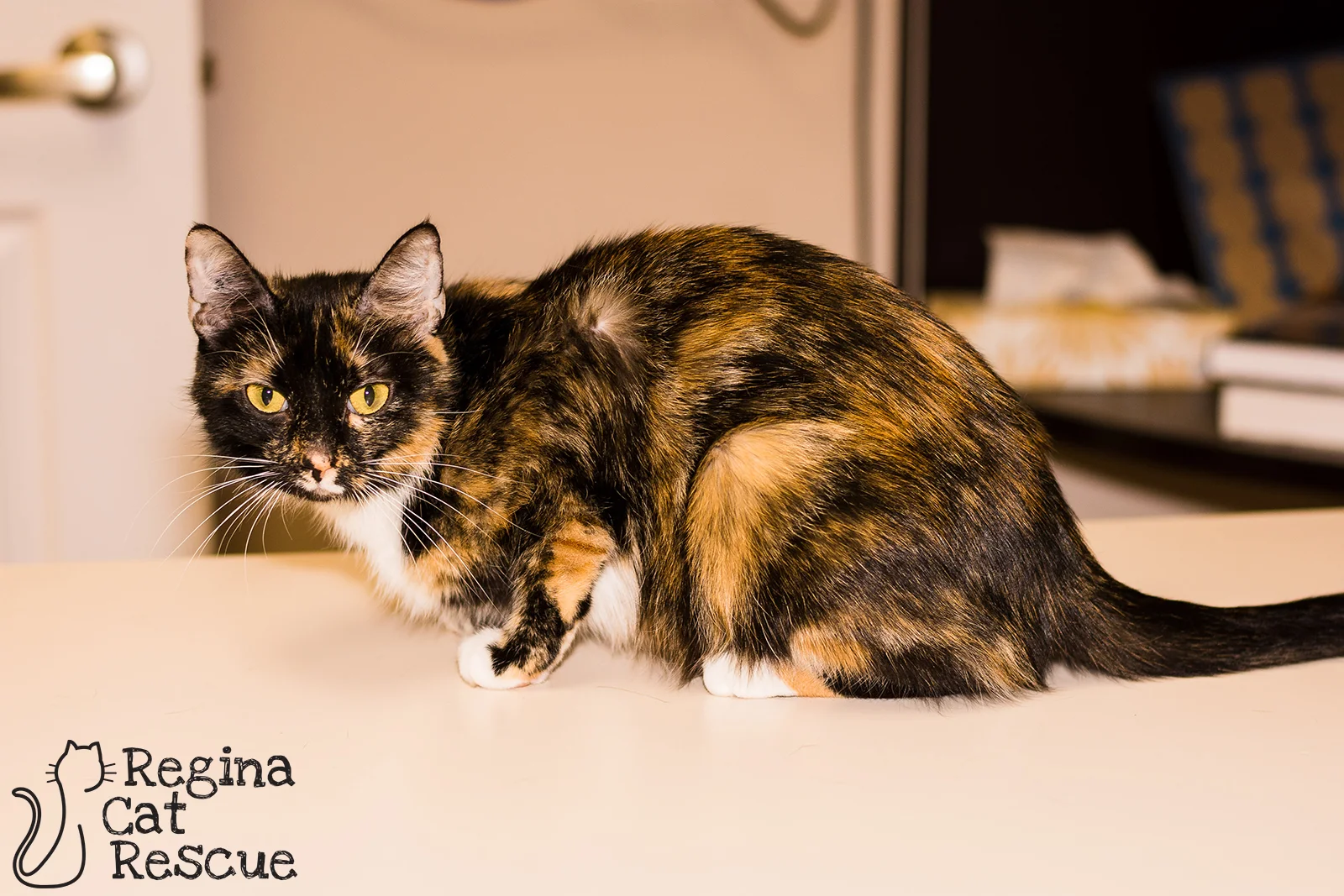 Callie3-May2019.jpg