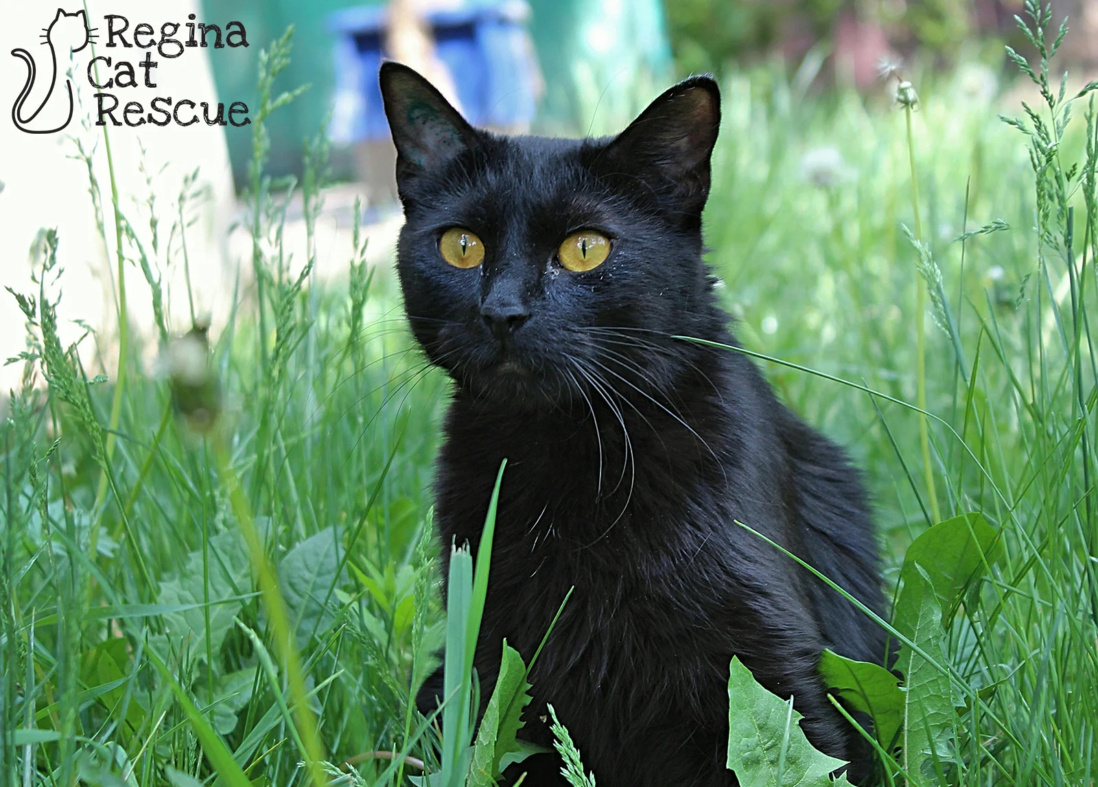 Photos of Astrid by Tripod Fur-tography