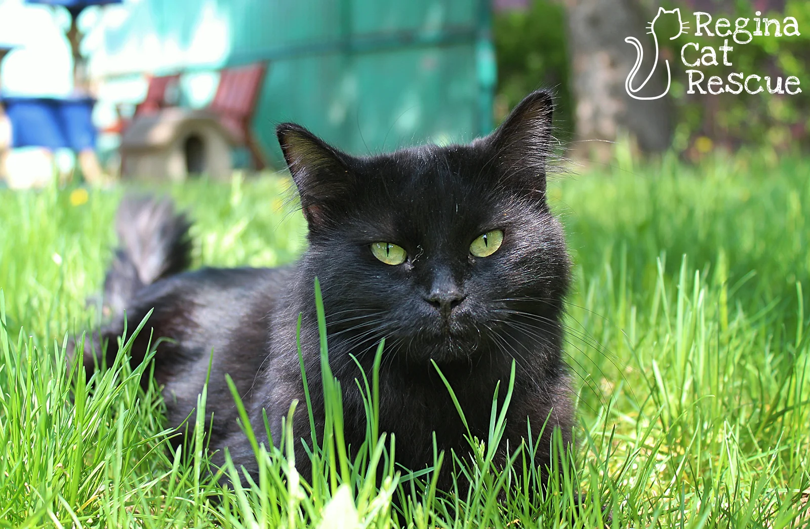 Photos of Sammy by Tripod Fur-tography