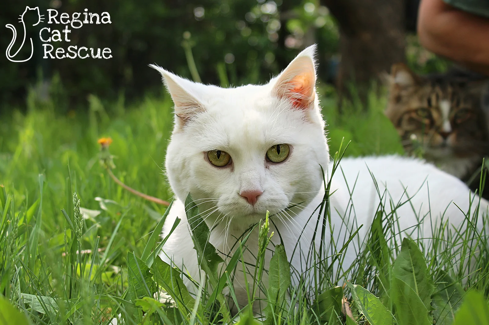 Photos of Bella by Tripod Fur-tography