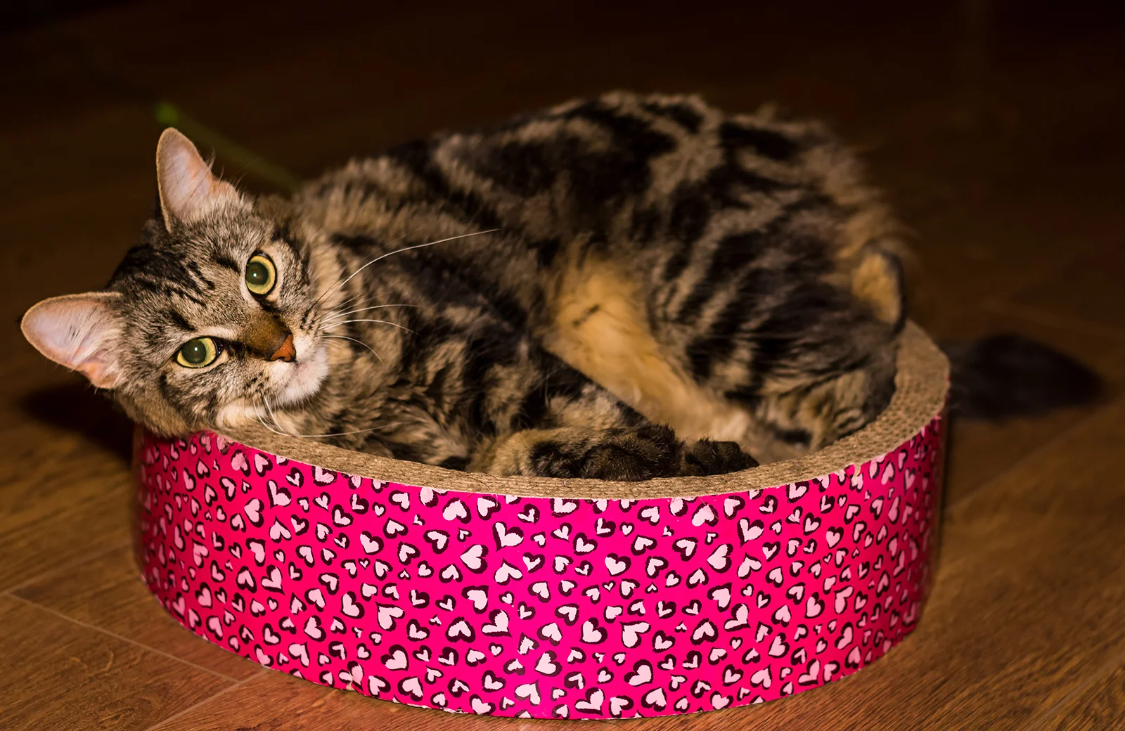 RCR has dozens of cats - like Lara here - waiting to find their forever homes!