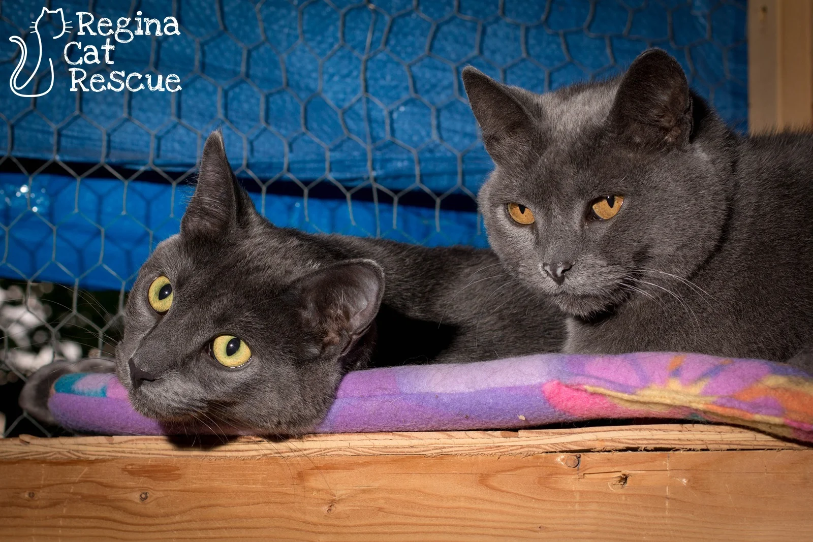 Photos of Heidi & Gatsby by DJ Frigon