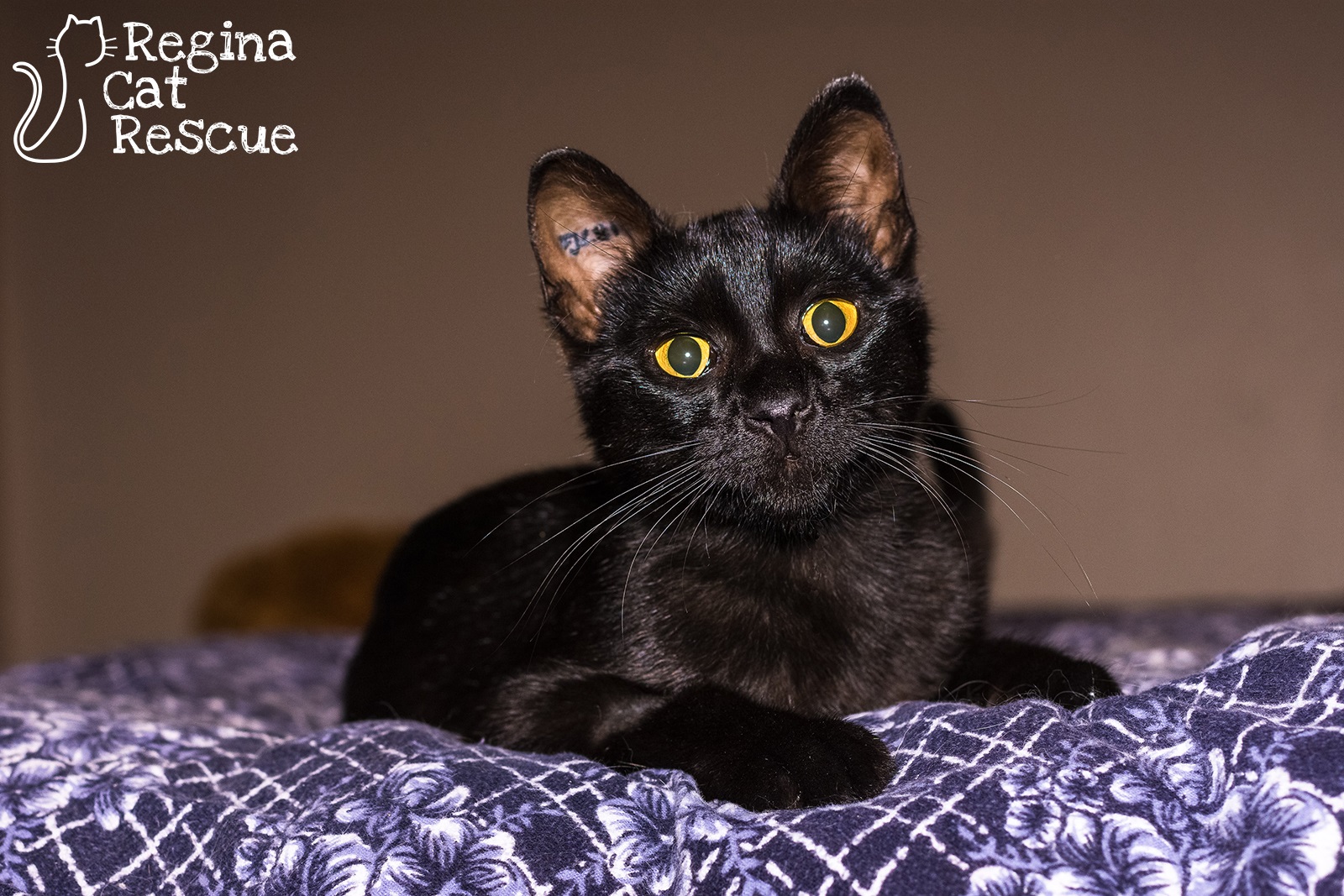 Photos of Onyx by Lindsey-Frozen Moments Photography