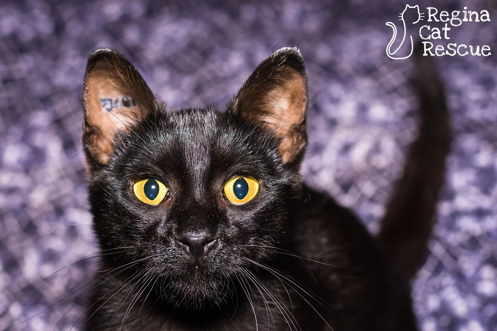 Onyx-June2019.jpg