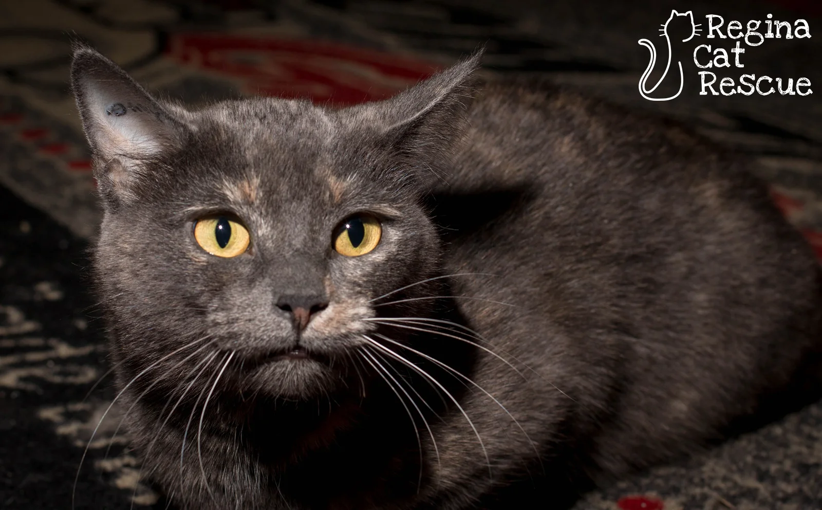Photos of Paizlee by DJ Frigon