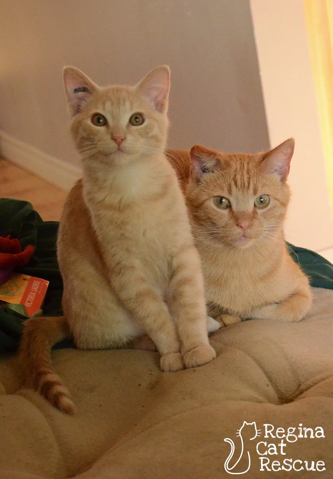 Ritz (Left) & Ben (Right)