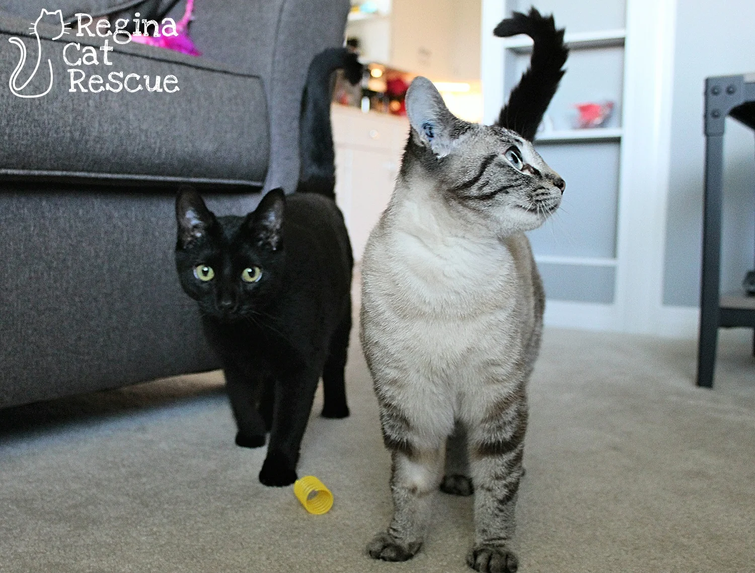 Photos of Camille (left) & Melody (right) by Tripod Fur-tography