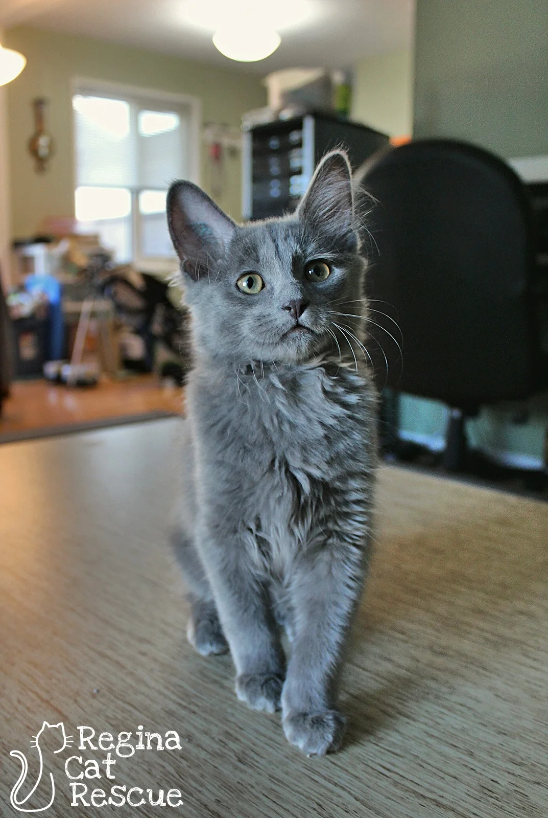 Smokey2-July2019.jpg