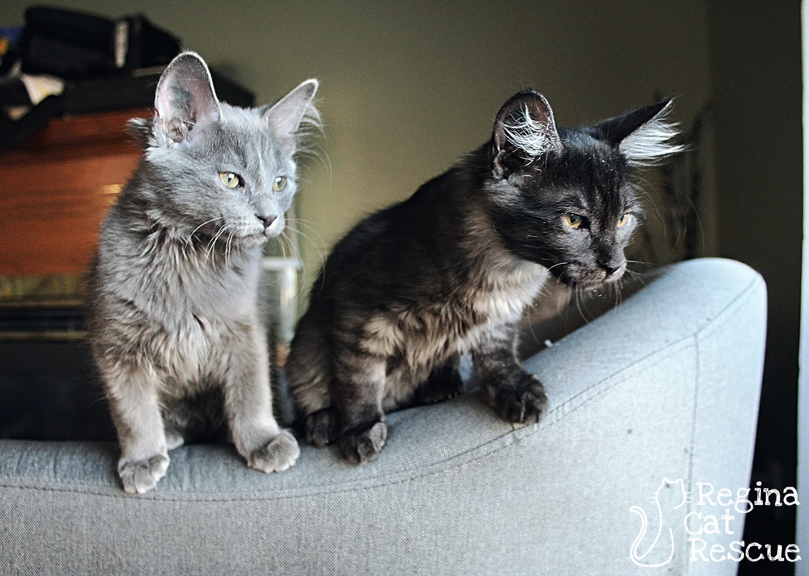 Smokey and Slate