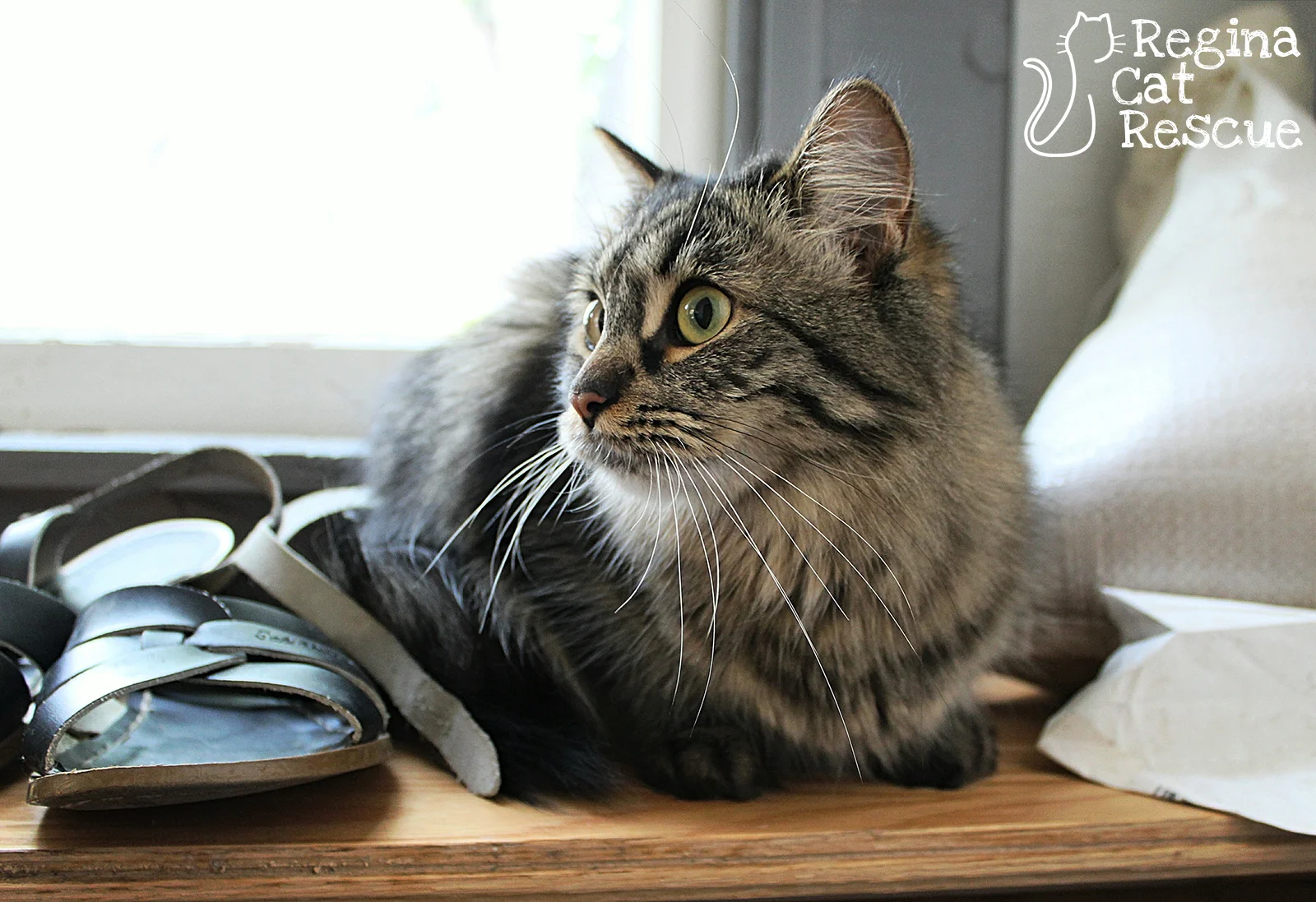 Photos of Gizzy by Tripod Fur-tography