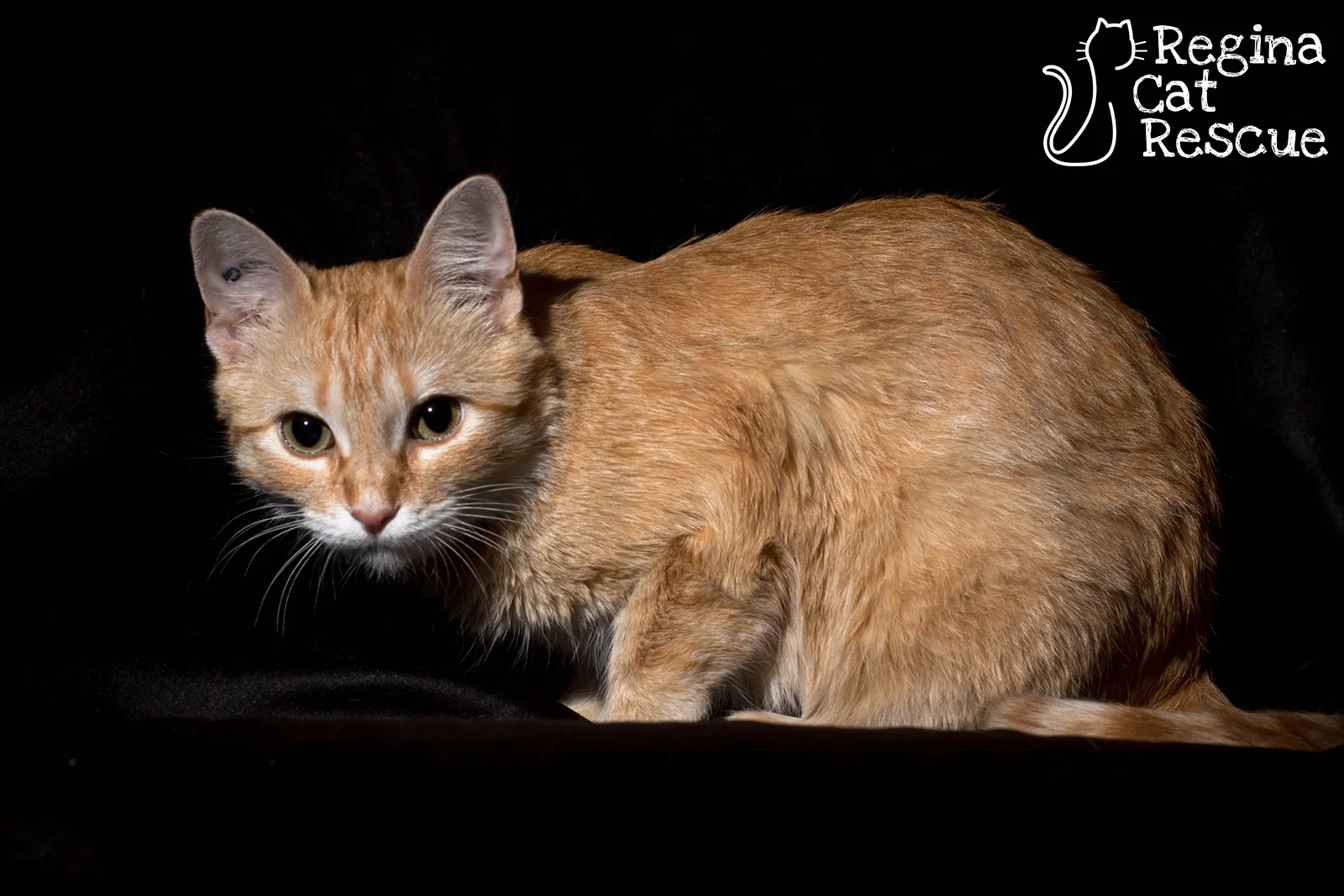 Photos of Juna by DJ Frigon