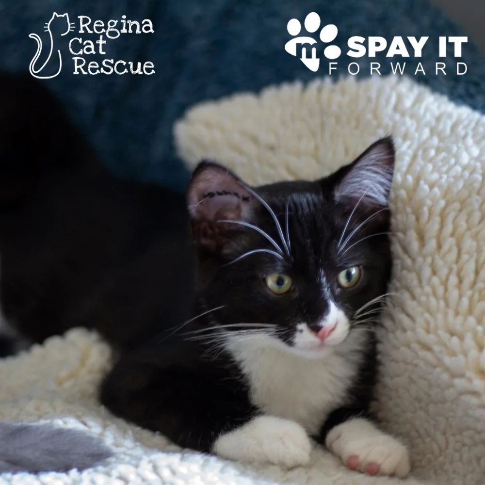 Photos of Whiskers by Greg Scarth