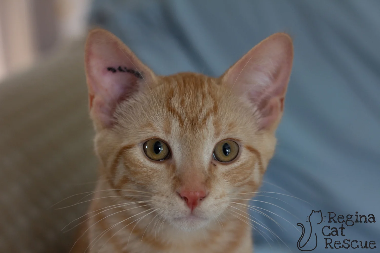 Photos of Rusty by Greg Scarth