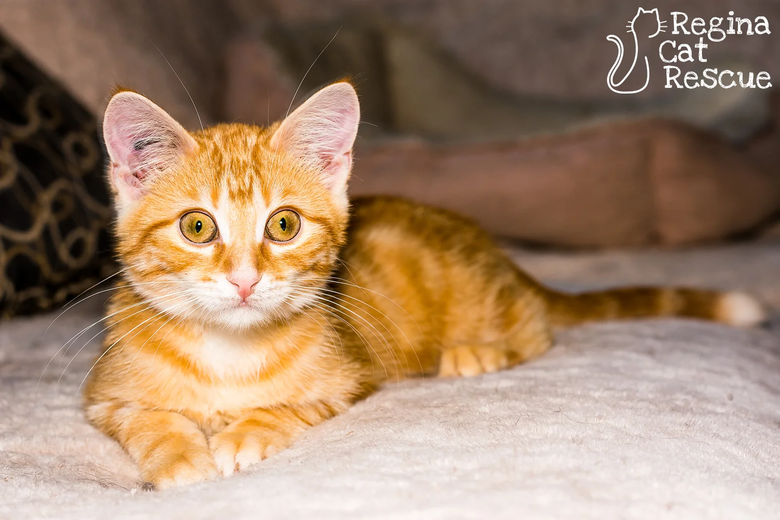 Photos of Fred by Lindsey Sawatsky - Frozen Moments Photography