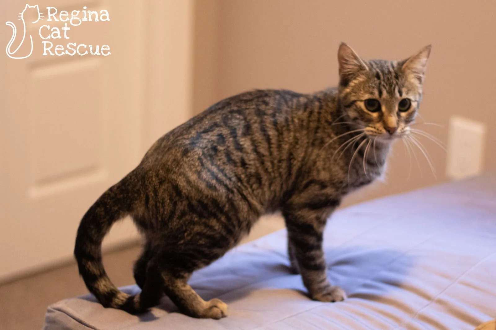 Tabitha.jpg