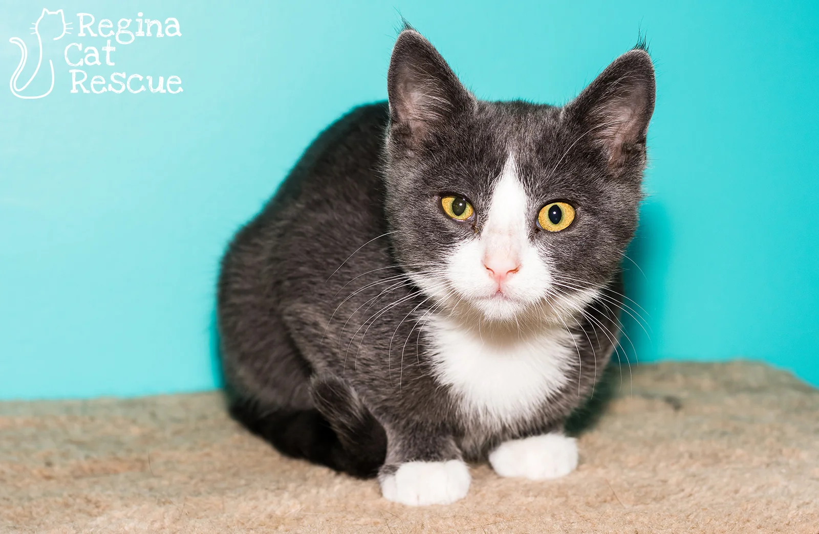 Photos of Slater by Linsey Sawatsky - Frozen Moments Photography